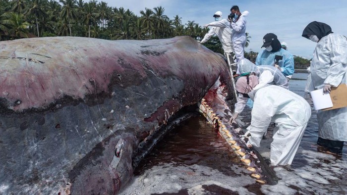 #Foto Paus Sperma yang mati  terdampar di Pantai Yen Leh, Jembrana, Bali, kini dievakuasi oleh  petugas dan dokter hewan. Begini potret evakuasi paus tersebut

Foto: Dicky Bisinglasi/Getty Images
dtk.id/NSBynG