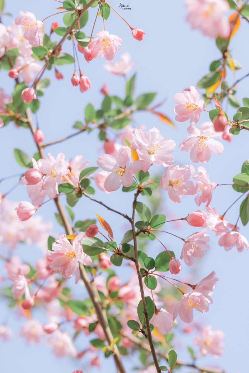 海棠花未眠
