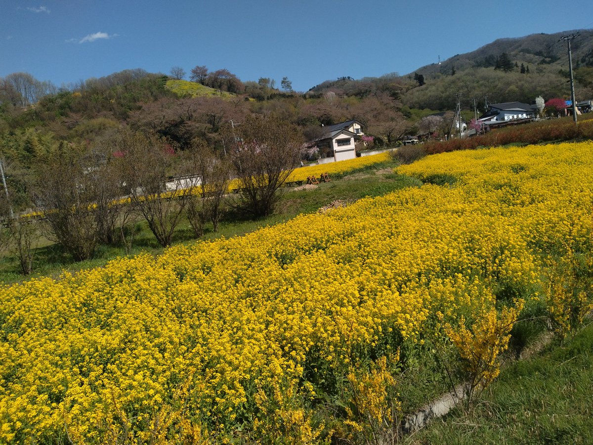 初めて花見山公園行ってみました☺️ 意外に体力消耗するかも😂