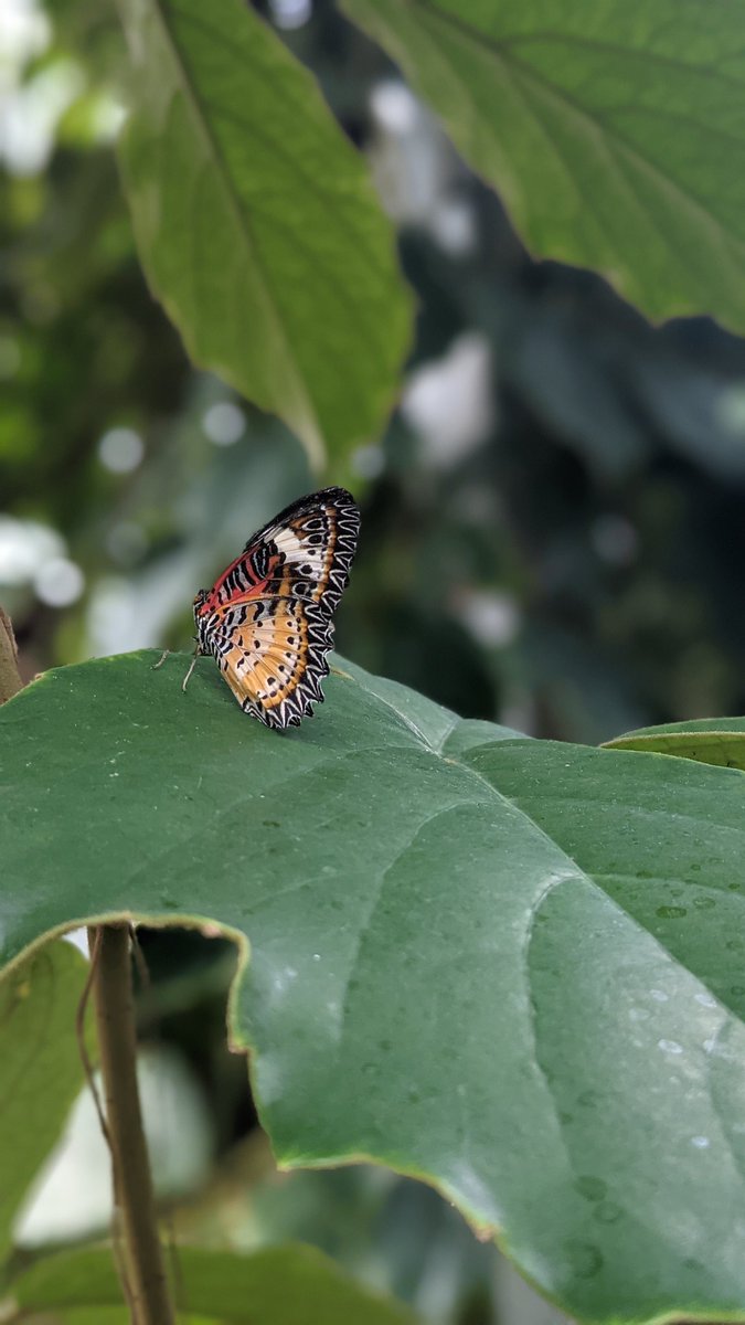 Josephine Price (@_josephineprice) on Twitter photo The <a href="/HornimanMuseum/">Horniman Museum and Gardens</a> stole my heart years ago now but the Butterfly House has cemented that love all over again. A tropical trip in Forest Hill The <a href="/HornimanMuseum/">Horniman Museum and Gardens</a> stole my heart years ago now but the Butterfly House has cemented that love all over again. A tropical trip in Forest Hill