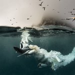 Photo by Richard Shucksmith (@ImagesEcology)