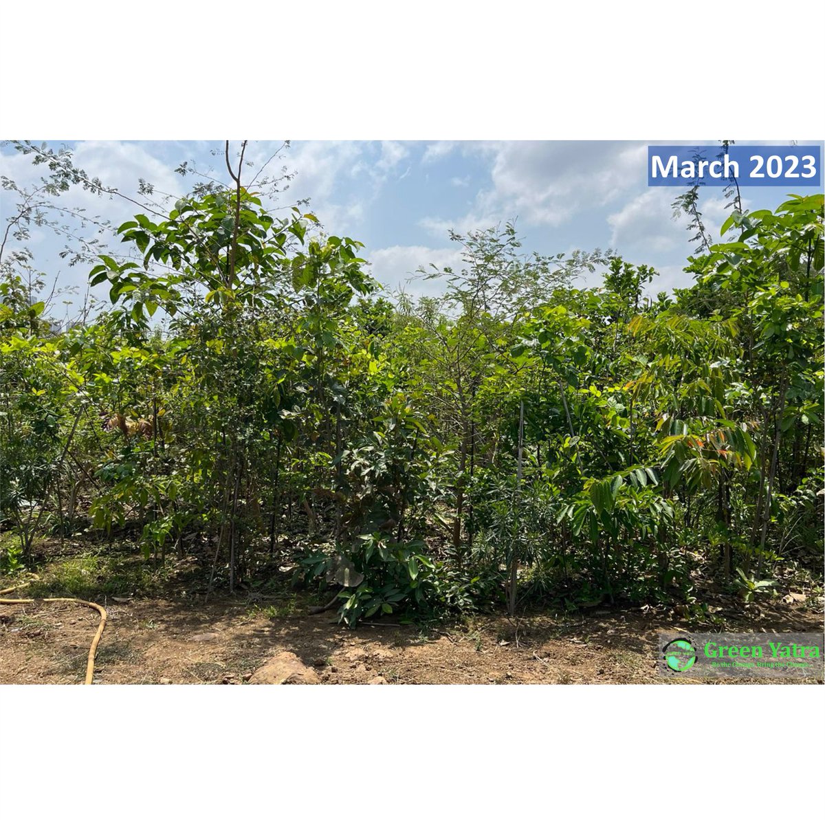 Greenyatra's tweet photo. #beforeafter
#transformation

11 month transformation of #GreenYatra  Miyawaki Forest at #AFMSD, #khandivali.

#MiyawakiPlantation is a game-changer in transforming barren land into a thriving forest #ecosystem, providing numerous #ecological and social benefits such as #carbonsequestration, #biodiversity #conservation, soil erosion control, and improved air and water quality.

#Urbanforest #Greenyatra #Walkthrough #denseforest #CSR #sustainablelifestyle #sustainable #sustainability #climate #Climate_Change #nature #india #environment #trees #forests #environmentfriendly #betterfuture #bettertomorrow #greenearth #green #planttrees #plants #nativetrees #organic #urbanforest #fallenleaves