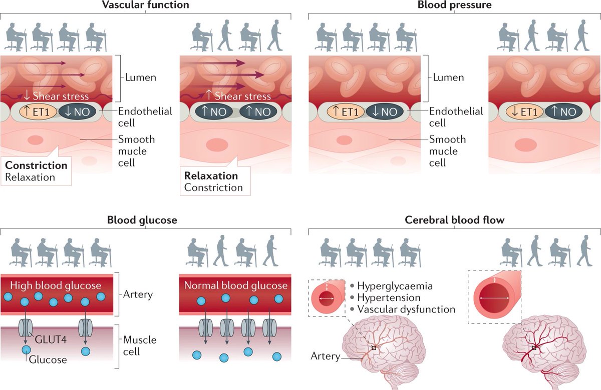 ChristophBurch's tweet photo. Sit less and move more for cardiovascular health: emerging insights and opportunities…
https://t.co/59xL8ugKYx https://t.co/mfE2a7AMLn