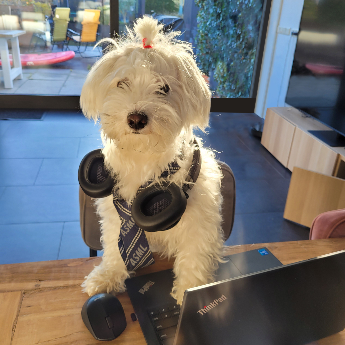 ASMLcompany's tweet photo. Going into the office can be ruff without our favorite, fluffy colleagues. πΎ Happy Global Work from Home Day! #LifeAtASML https://t.co/hnHdKyYHuw