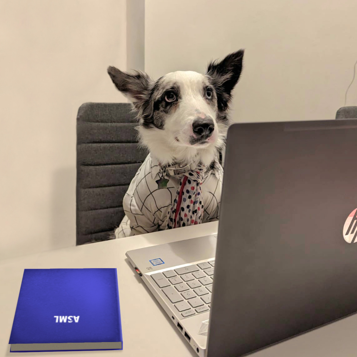 ASMLcompany's tweet photo. Going into the office can be ruff without our favorite, fluffy colleagues. πΎ Happy Global Work from Home Day! #LifeAtASML https://t.co/hnHdKyYHuw