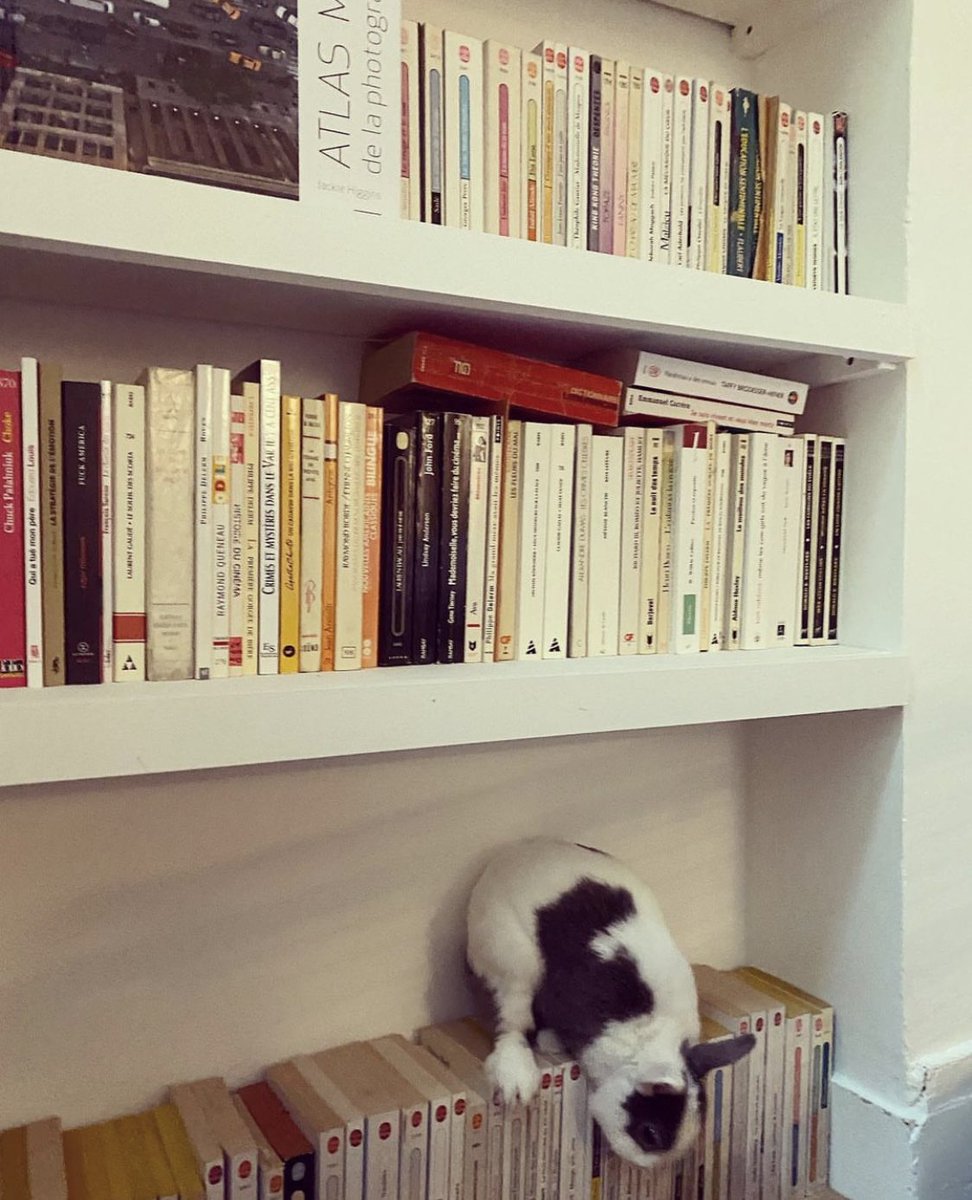 palais_au's tweet image. Non mais si on ne peut pas manger les livres ET les liseuses ET les fils électriques ET les plinthes des murs,
Que reste t’il du bonheur de la vie ?