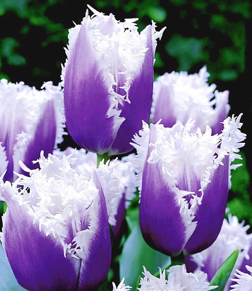 pocs80's tweet photo. For all my Twitter Friends & Followers
#HappyEasterTime ๐๐ฃ๐ฐ๐ฅ๐๐๐ https://t.co/0kiKLr6gX2