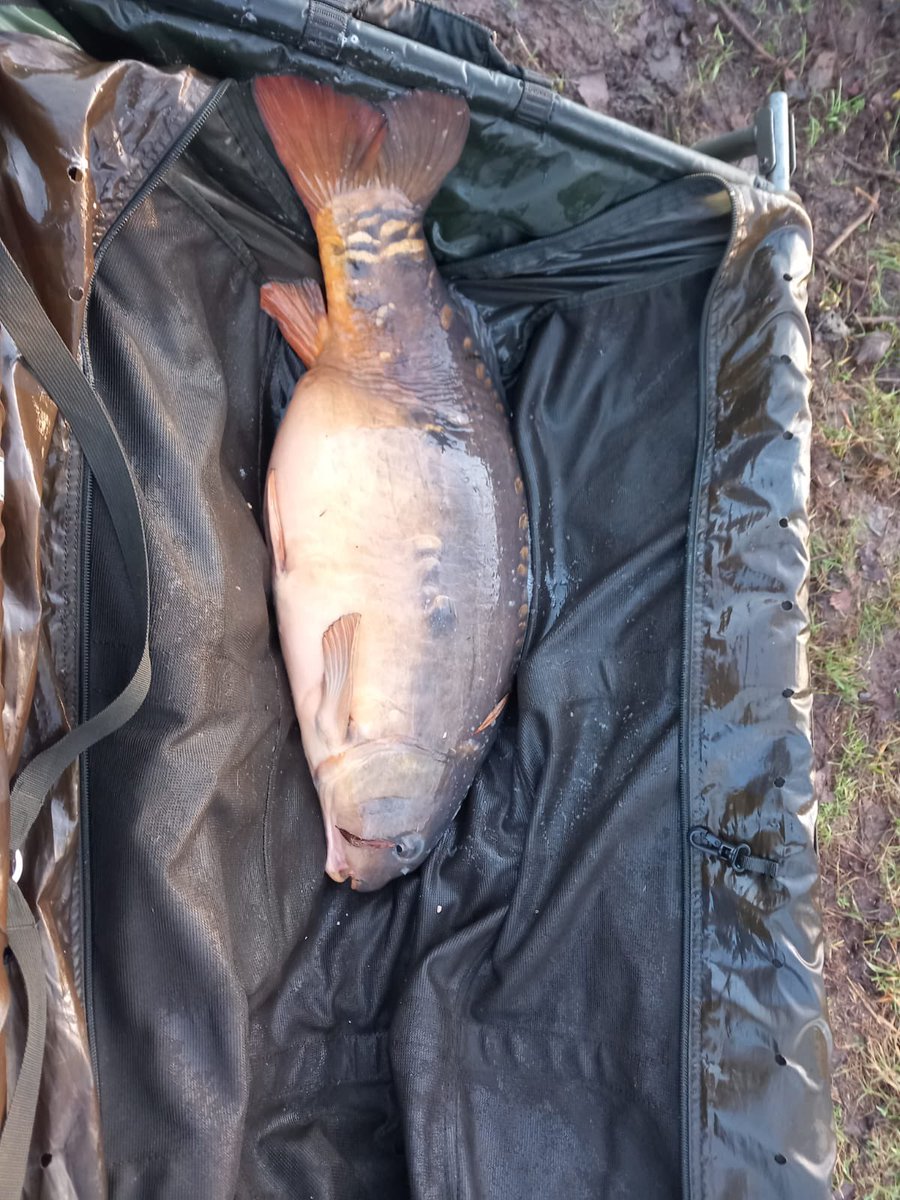jnewbold123's tweet photo. A few winter fish caught and ready for a 4 day stint on Wednesday https://t.co/COpEaDK9B2