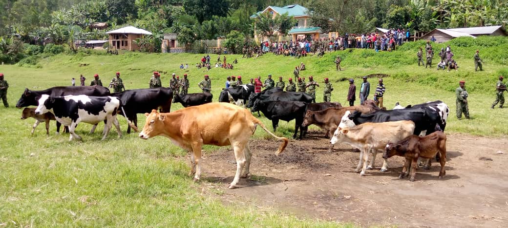 fdnbbi's tweet photo. La poursuite de ce bétail a duré deux jours et il a été remis aux propriétaires. Le Commandant du contingent burundais @eacrf_DRC le Lt Col Dismas Zino a encouragé la population de Nyamitaba et lui a demandé de rester sereine et solidaire en dénonçant tout fauteur de trouble. https://t.co/xxTQr8dkI5