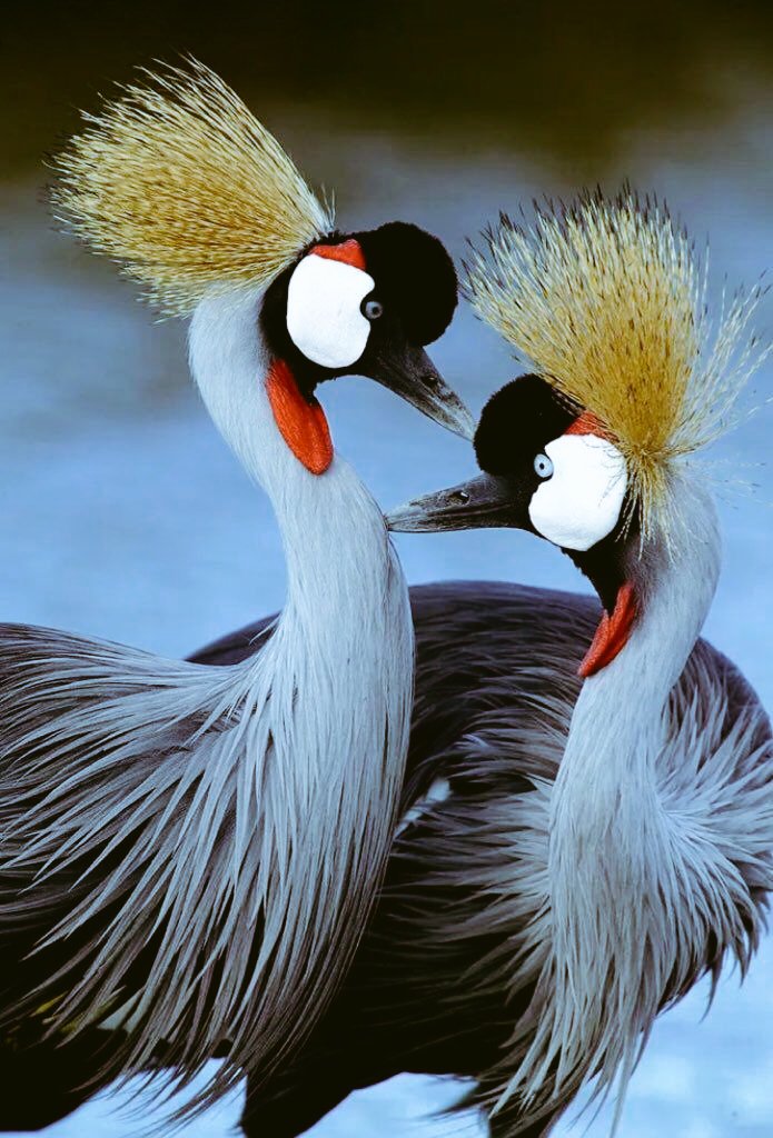 RealadventureUg's tweet photo. Good morning beautiful people! Experience the Pearl with us #visitUganda🇺🇬 https://t.co/5fEqSumUCC