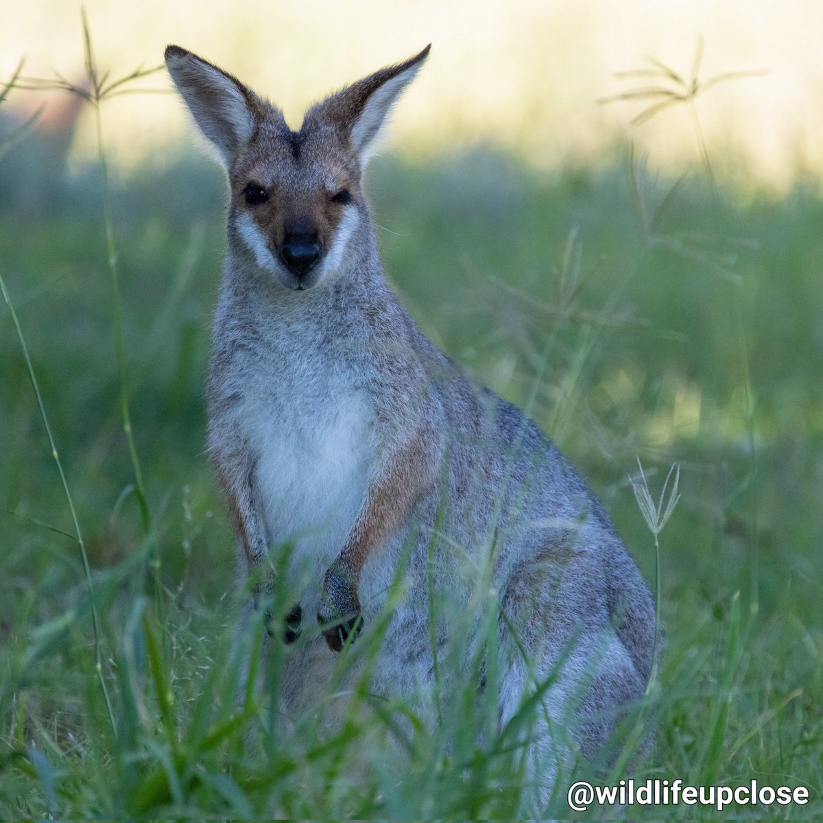 Wink 😉 from this Cute Wallaby 🦘 #animals #wallaby #wildlife