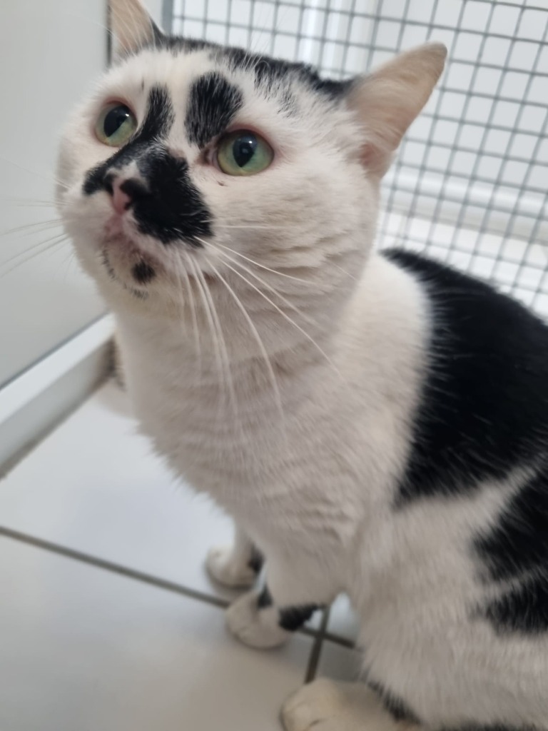 Yorkshire Cat Rescue tweet media