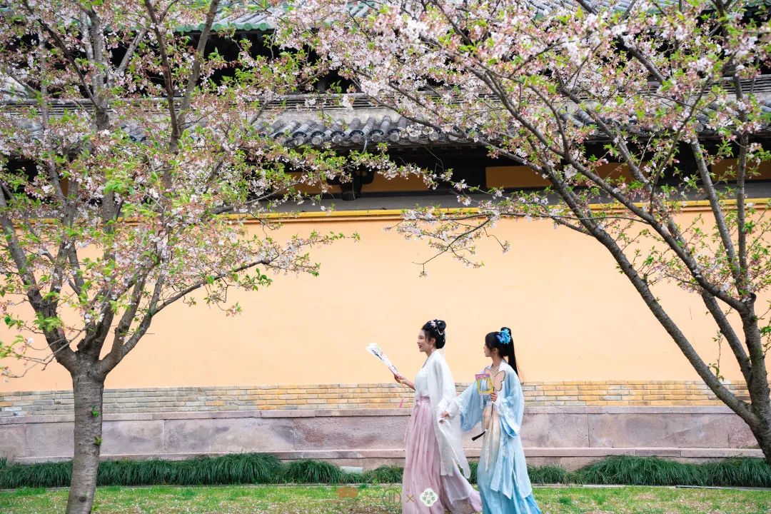 春天来临海吹着暖风赏花吧Come to Linhai in spring and enjoy the flowers with a warm breeze #China https://t.co/VimdhmoMyM