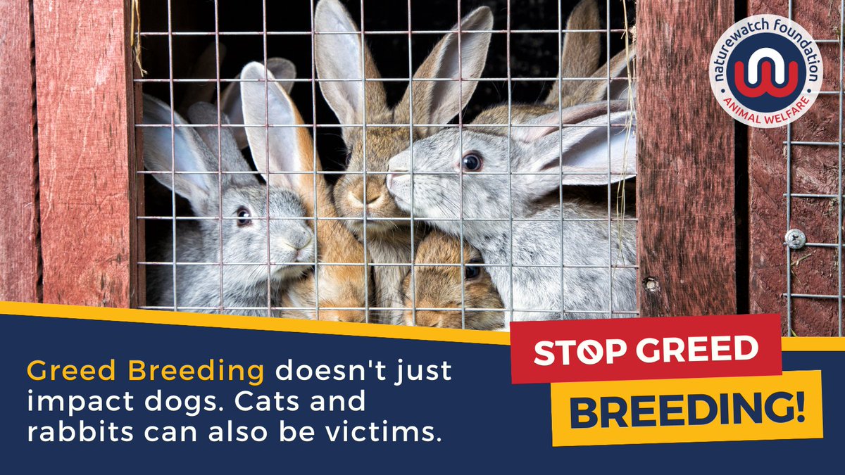 Naturewatch_org's tweet photo. #GreedBreeding doesn’t just affect dogs - it impacts cats and rabbits, too. That’s why we’ve expanded our investigations to include illicit kitten and rabbit breeding and selling.
Send us your leads and we will look into them.
👉 https://t.co/QG4Fe9fAiR
#NationalPetMonth https://t.co/duxuxs7cEj