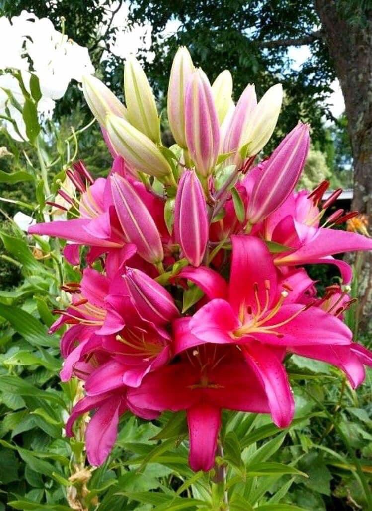 Lorsque vos yeux me parlent, c’est mon cœur qui vous écoute - Michel Vaner