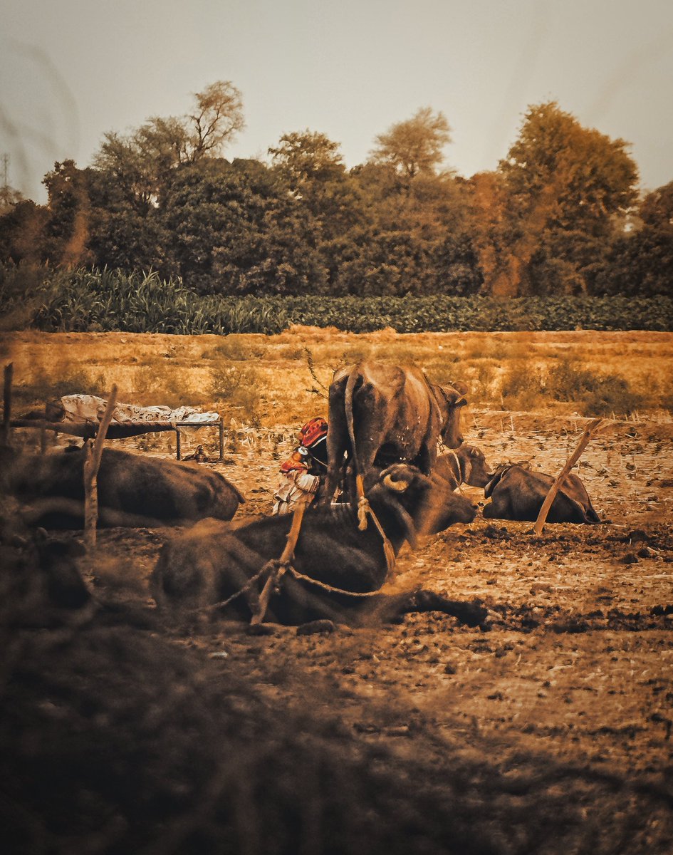 In the villages of Punjab, women wash the milk of their animals first thing in the morning after praying and praying.
A picture of animals milking animals