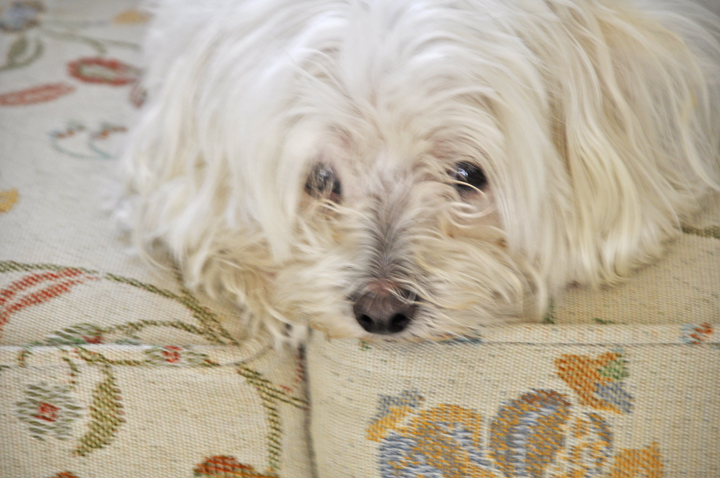 joey_tenor's tweet photo. Rocky, my boy.  Happy Easter Monday.  Is is dinnertime yet? #dogs  #Snooze  #MondayMotivation #timetogetgoing #DogNose #Doggy https://t.co/HEQZfg2eNO