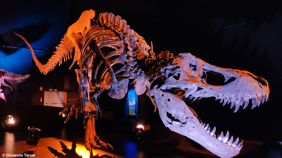 TurismoItaliaNw's tweet photo. A Galve vi aspetta l’Aragosaurus: il “lucertolone” del Cretaceo inferiore spopola in Spagna, tra parco tematico e francobolli
Leggi la notizia https://t.co/8S46SzFVNt
#dinosauri #galve #Teruel #aragosaurus #dinopolis #turismo @DinopolisTeruel @SpagnaInItalia @TurismoTeruel https://t.co/8l5U8F5FW9
