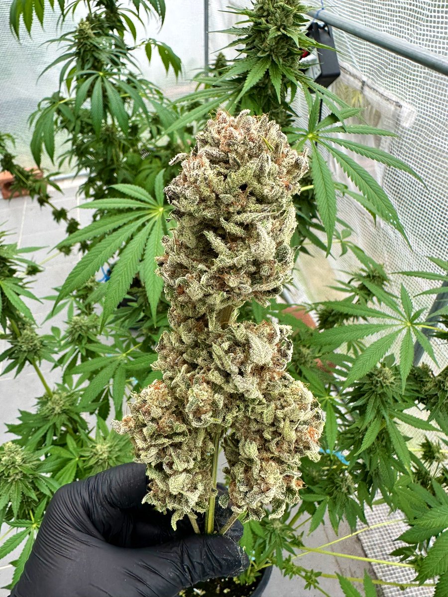 grow_thailand's tweet photo. This is how it turned out. 😍😍😍 Jammy Dodgers by @MephistoGenetic https://t.co/Wdvo6Qfd0v