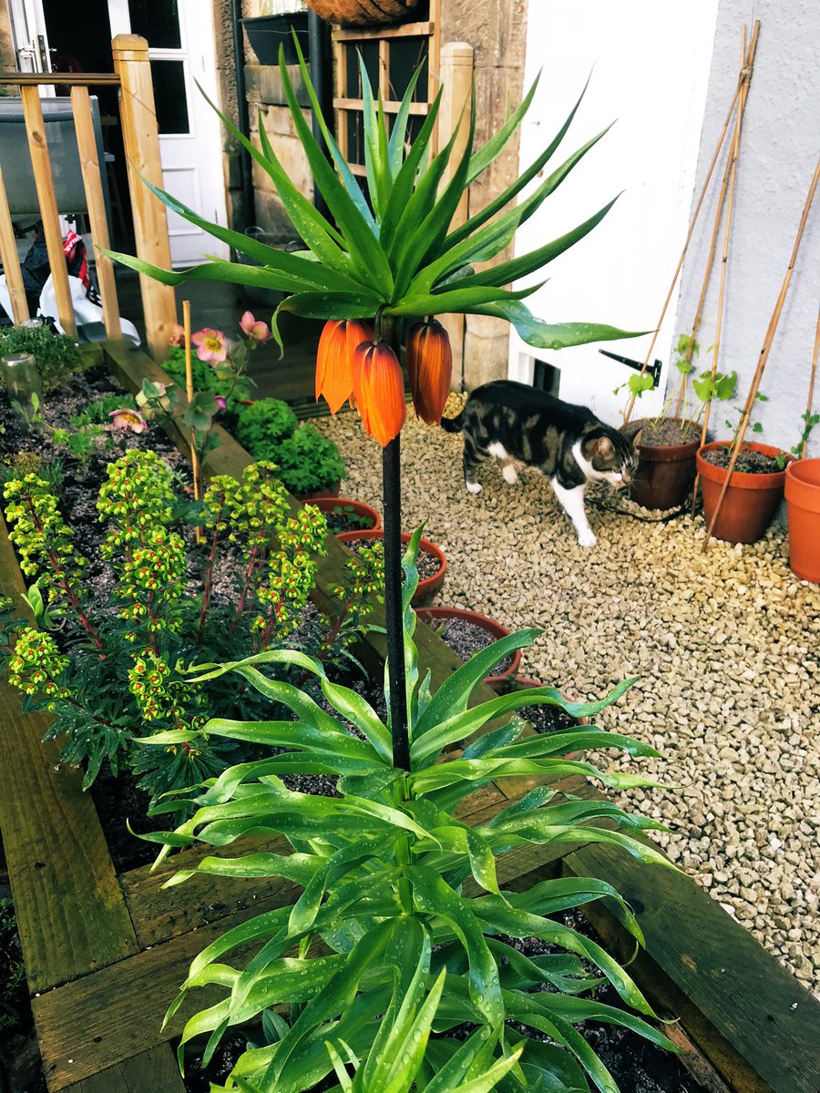 Bo’ness Academy Introduction to Horticulture tweet media