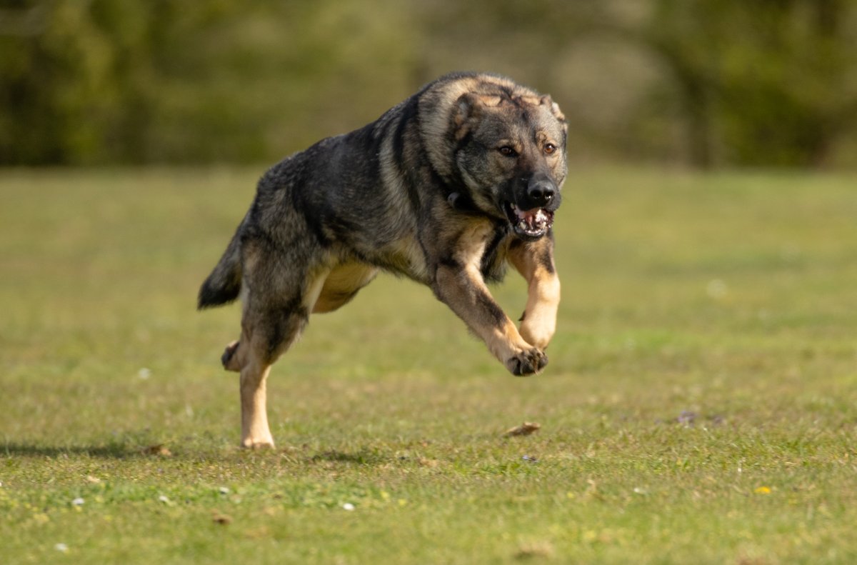 KPTacOps's tweet photo. Another Bank Holiday for most of the UK today. Not for PD CALLIE and PD ELSA though. They are busy looking after the County today so others can enjoy themselves with their families #BankHoliday #PoliceDogs #PdCallie #PdElsa https://t.co/Wq6RxNM8U7