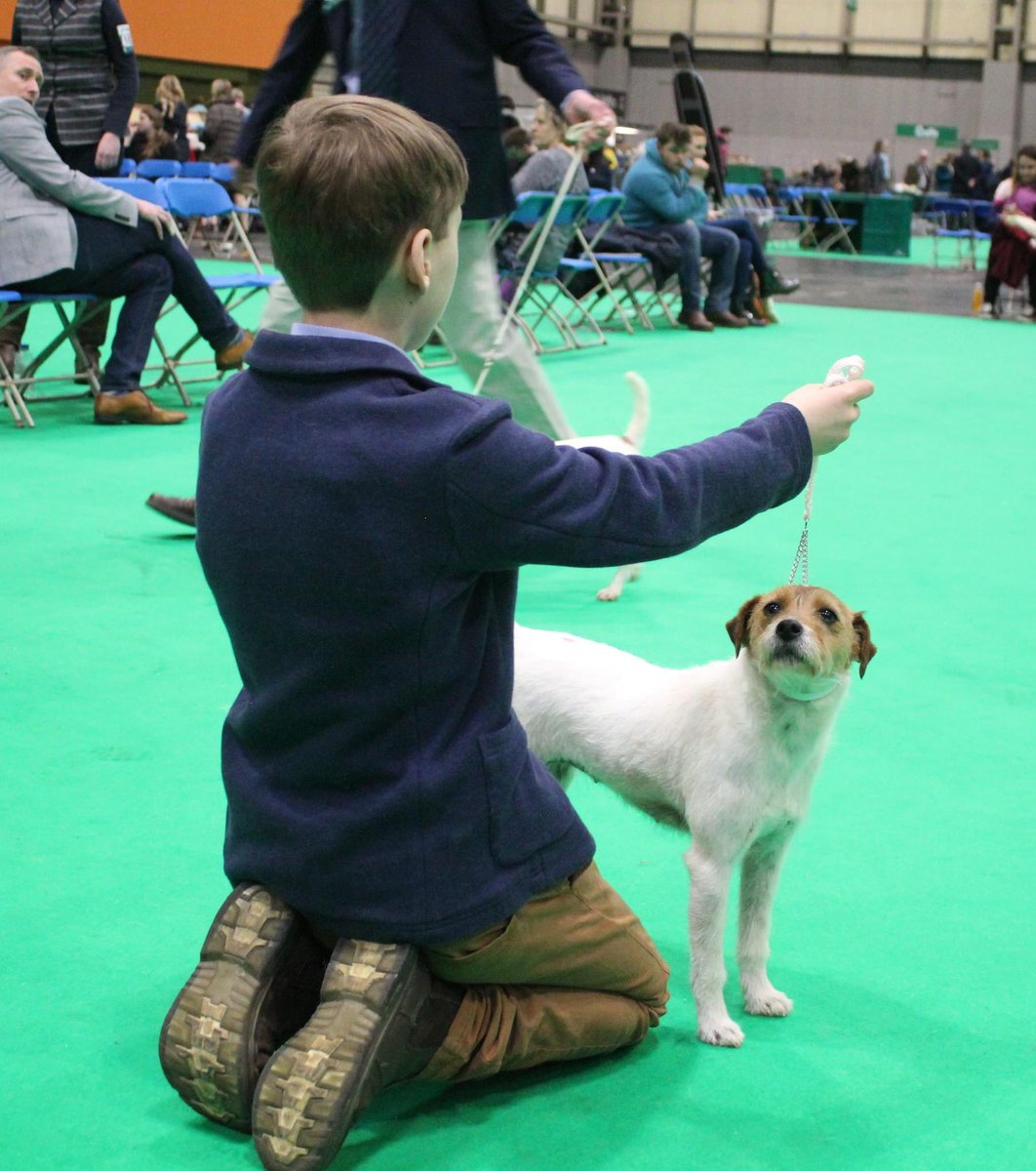 Ziggy in the ring at #crufts2023 with her little owner/handler. #dog #dogs #showdog #EveryChildNeedsATerrier