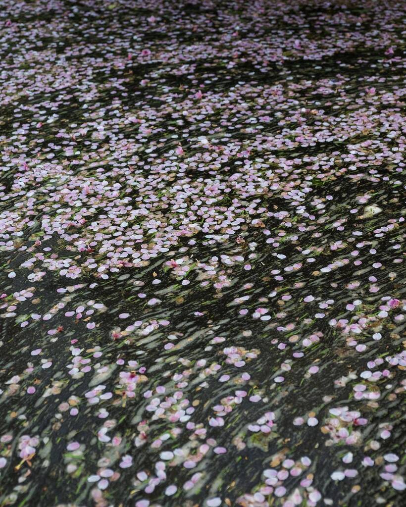 AdamSheath's tweet photo. A little Spring magic 🌸 🌷 
📍Keukenhof gardens 1-4
📍Tulip fields, Lisse  5-7 

#keukenhof #keukenhofgardens #netherlands🇳🇱🌷🚲 #holland🇳🇱 https://t.co/YuFFtXThU6 https://t.co/xVTuouDcbw