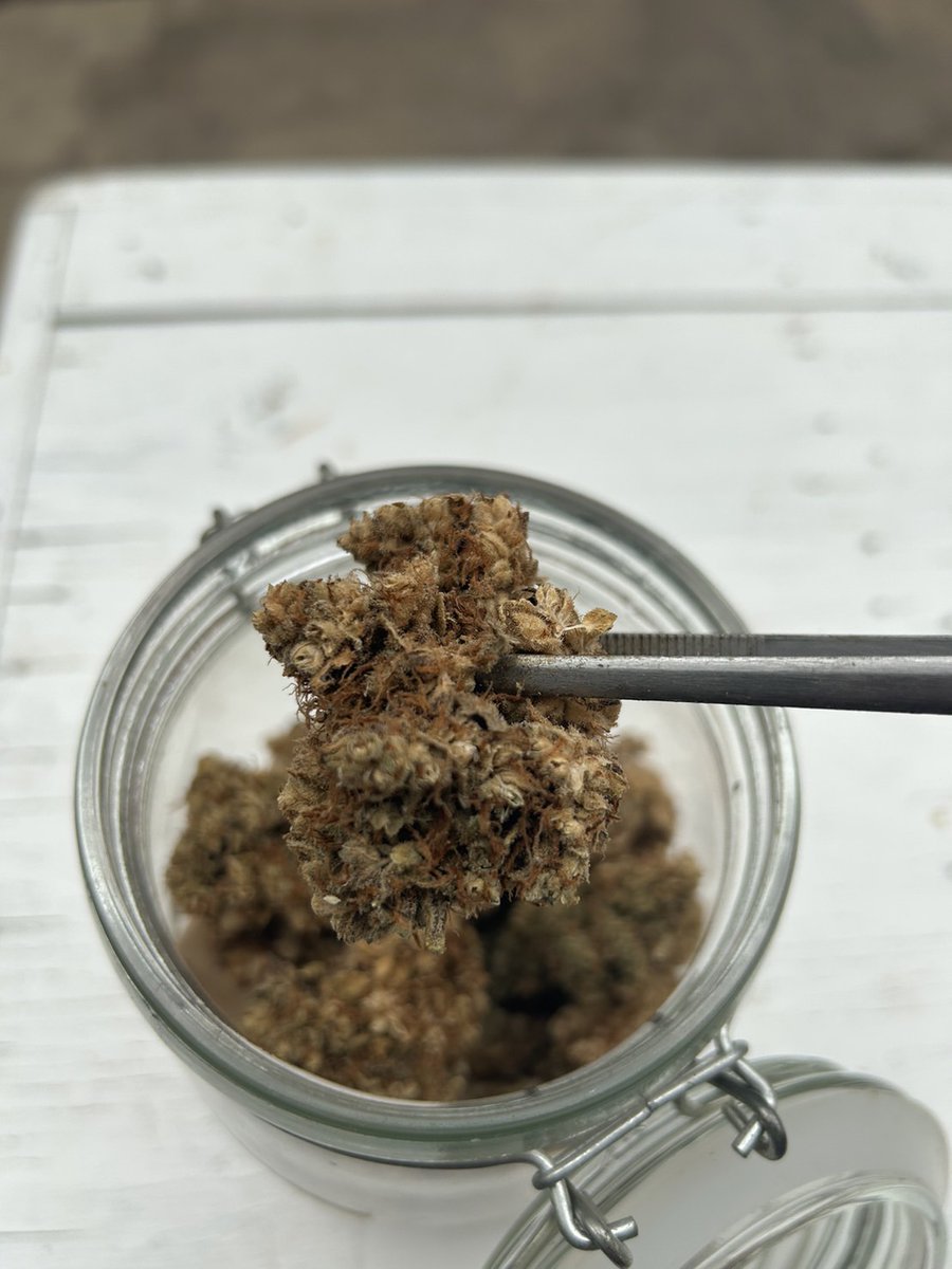 Herb_Haven's tweet photo. Herb Haven® White Widow - 1G/500฿

Effect (เอฟเฟกต์)
ครามรู้สึกจะทำให้พูด ,มีพลัง , มีความคิดสร้างสรรค์
ผลลบ ตาและปากแห้ง , กลัว
รสชาติจะแบบสมุนไพร , ไม้

Product Info (ข้อมูลผลิตภัทฑ์)
THC 15% , CBD 1%

#กัญชา #ขายกัญชา #ซื้อกัญชา #ตรงปก #กัญชานอก https://t.co/MIqo3NirIl
