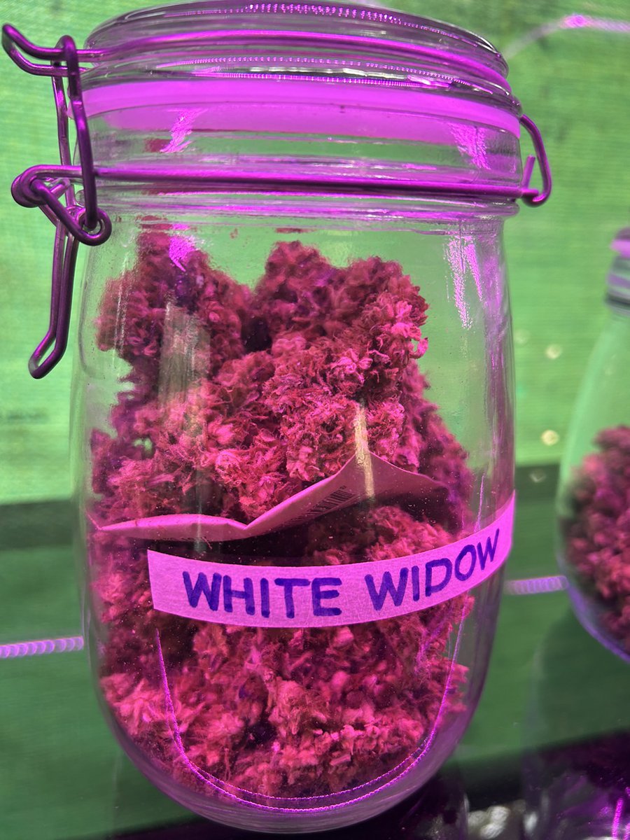 Herb_Haven's tweet photo. Herb Haven® White Widow - 1G/500฿

Effect (เอฟเฟกต์)
ครามรู้สึกจะทำให้พูด ,มีพลัง , มีความคิดสร้างสรรค์
ผลลบ ตาและปากแห้ง , กลัว
รสชาติจะแบบสมุนไพร , ไม้

Product Info (ข้อมูลผลิตภัทฑ์)
THC 15% , CBD 1%

#กัญชา #ขายกัญชา #ซื้อกัญชา #ตรงปก #กัญชานอก https://t.co/MIqo3NirIl