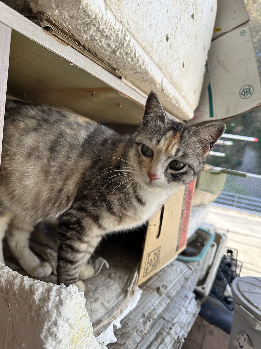 ハタ。 tweet media