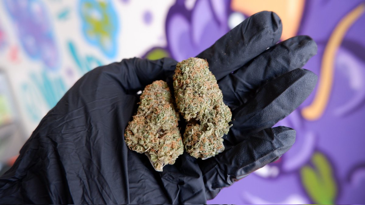 havecannabis's tweet photo. BLUE DREAM 450/G
https://t.co/luansYi6sD
📍Huai Khwang
https://t.co/EFspunl6gz
📍Din Daeng
https://t.co/0KMRkpfn0D
#cannabis #cannabisbangkok #cannabisthailand #dispensarybangkok #dispensary #bangkok #thailand #ห้วยขวาง #ดินแดง #รัชดา #สุทธิสาร #กัญชา #cannabisdelivery #weed #BKK https://t.co/Qds6uvx15b
