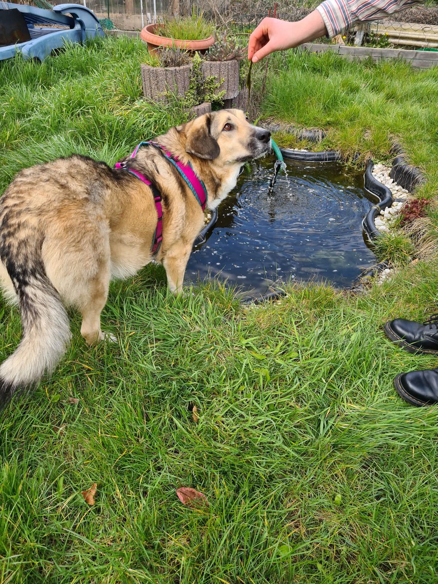 wuffmaus's tweet photo. der mensch hat mich gestern mit algen aus dem teich gefüttert 🤨 https://t.co/j3r7YkIhzx