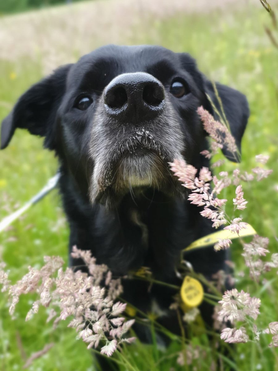 DT_WestCalder's tweet photo. Ben may be considered an older gentleman now but it doesn’t slow him down! ❤️
Ben is young at heart and loves going for walks to the beach to chase his ball 🎾 
Find out more about on our website 💻
@dogstrust #labcross #foreveryoung #olddognewtricks #walkies #AdoptDontShop https://t.co/qjsEnLMrCg