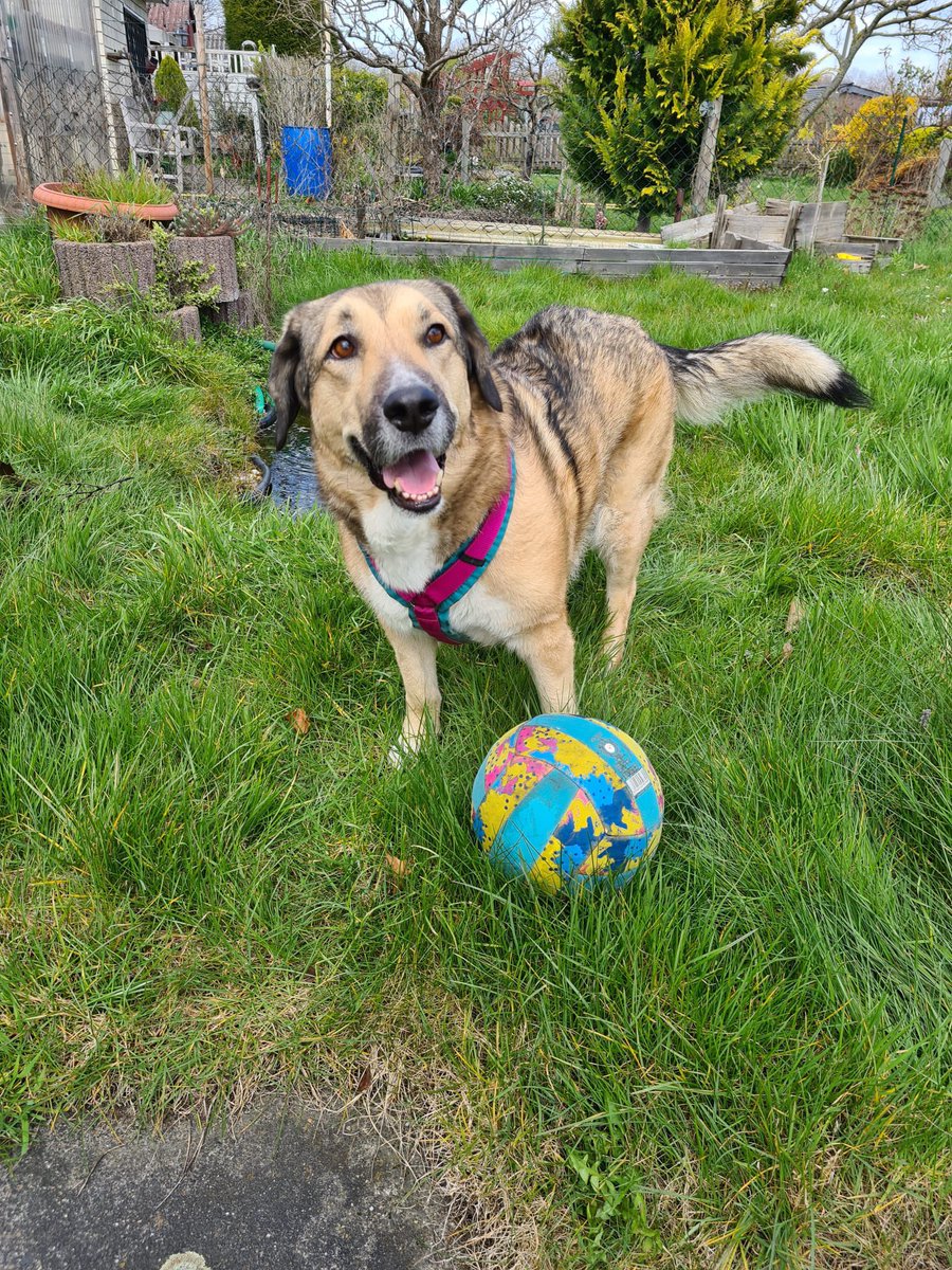 wuffmaus's tweet photo. und dann hat der mensch mich auch noch geergert als ich mit dem tollen ball von @AnnikaJocki gespielt hab 🧶 https://t.co/e8ZuIdHlAA