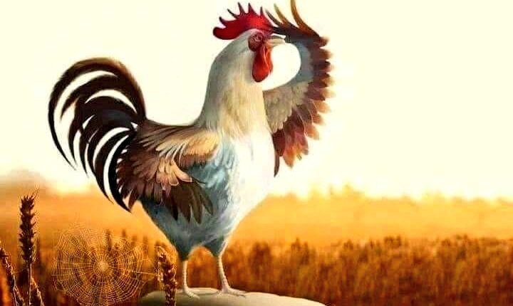 aalawwad's tweet photo. دردشة من التراث النجدي:
حينما كنا صغارا، كان والدي - رحمه الله - حينما يرى فتاة تفعل فعل الصبية؛ بركوب دراجة، أو لعب كرة، أو مشاجرة مع الصبيان، يقول:
"الدجاجة إذا أذَّنت اقطعوا راسها!"
كناية عن أن ما اصطلح على أنه من أفعال الصبية، لا ينبغي للفتيات فعله!
ولما سألته متعجبًا: وهل الدجاجة تؤذِّن؟
أخبرني أن الدجاجة - في تراثهم - تصيح صياح الديك مرة واحدة، عندما تصبح شمسها في أطراف العسبان؛ أي في أواخر عمرها، معلنة بأذانها هذا أنها وصلت سن اليأس، وستتوقف عن إمداد الأسرة بالبيض!
وحينها لا تصبح لتربيتها فائدة تذكر؛ فتُذبَح وتؤكل.
ووجدت لهذه المقولة - أي أذان الدجاجة - أصلا في التراث الفصيح، ويبدو أنها مما تناقلته الأجيال!
قال الفرزدق في امرأة قالت شعرا:
إذا صاحت الدجاجة صياح الديك؛ فاذبحوها!
#ثقافة_الدرعية