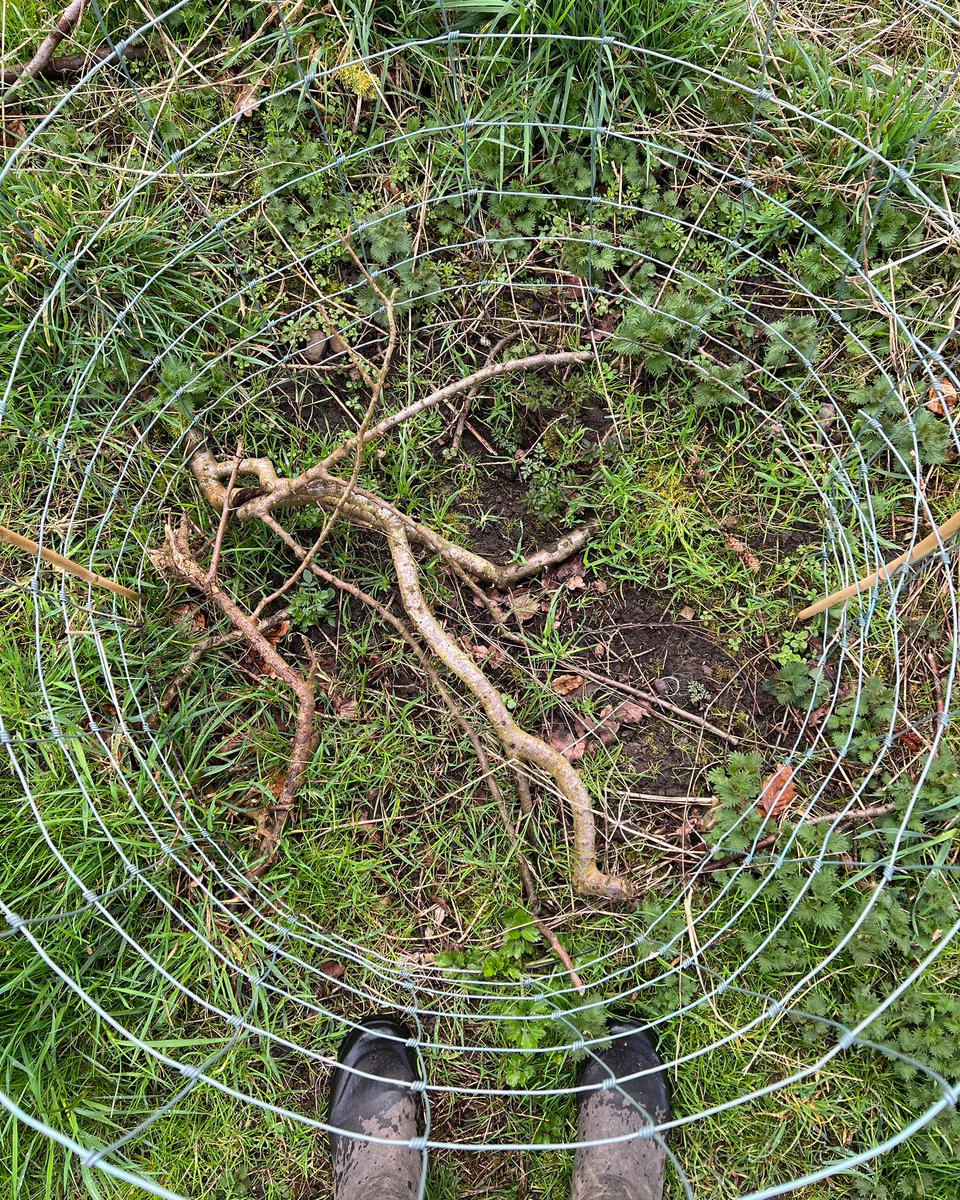 jackwallington's tweet photo. Protecting wild Angelica sylvestris and wild Valeriana officinalis from deer, grown from seed I collected locally. I just   need one generation to flower and set seed, then they should take care of themselves. #wildway https://t.co/tXN5px0UZ0