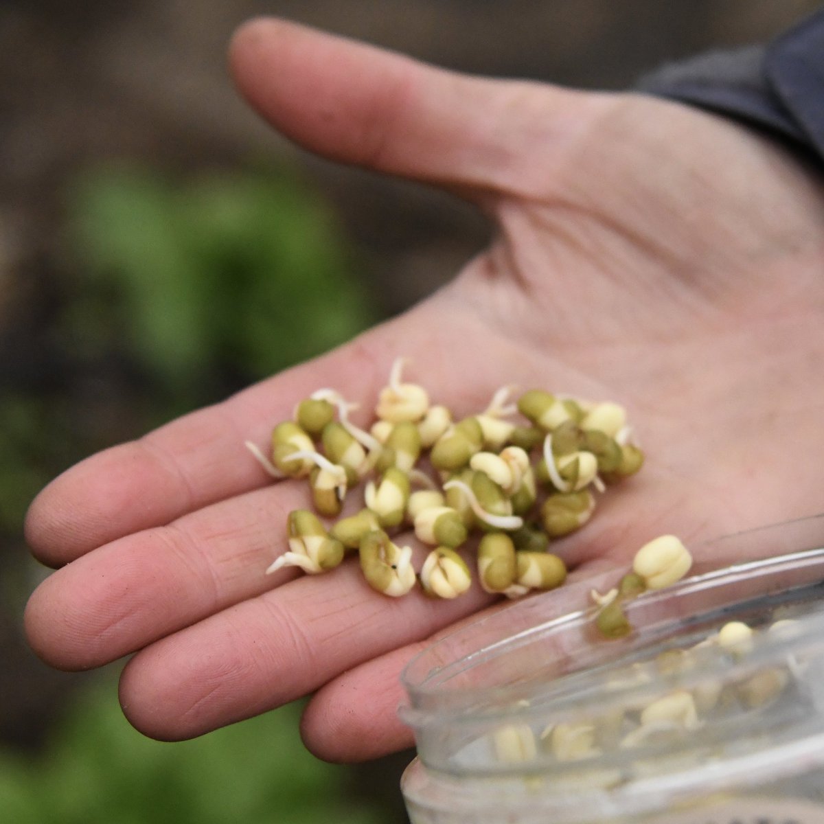 CoopParadise's tweet photo. Preparing for our Spring Festival - we will have a display all about the wonder of seeds! Including how to grow tasty fresh greens from your windowsill - no green fingers necessary!
#seeds #magicalseeds #windowsillgrowing #growyourown #growyourown #growyourownveggies #edibles https://t.co/ACxkdcOrnQ