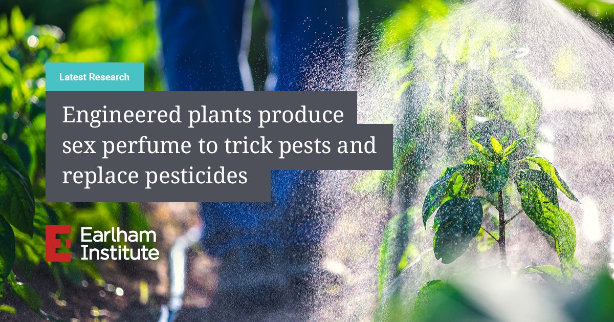 EarlhamInst's tweet image. 🆕 Researchers at the Earlham Institute have used precision #geneengineering on tobacco plants to manufacture an alluring perfume of insect pheromones, without hampering normal plant growth.🌱 #synbio #plantsci

➡ okt.to/ynuOeI

@nicolabiologist @dorzaez @PlantBiotechJ