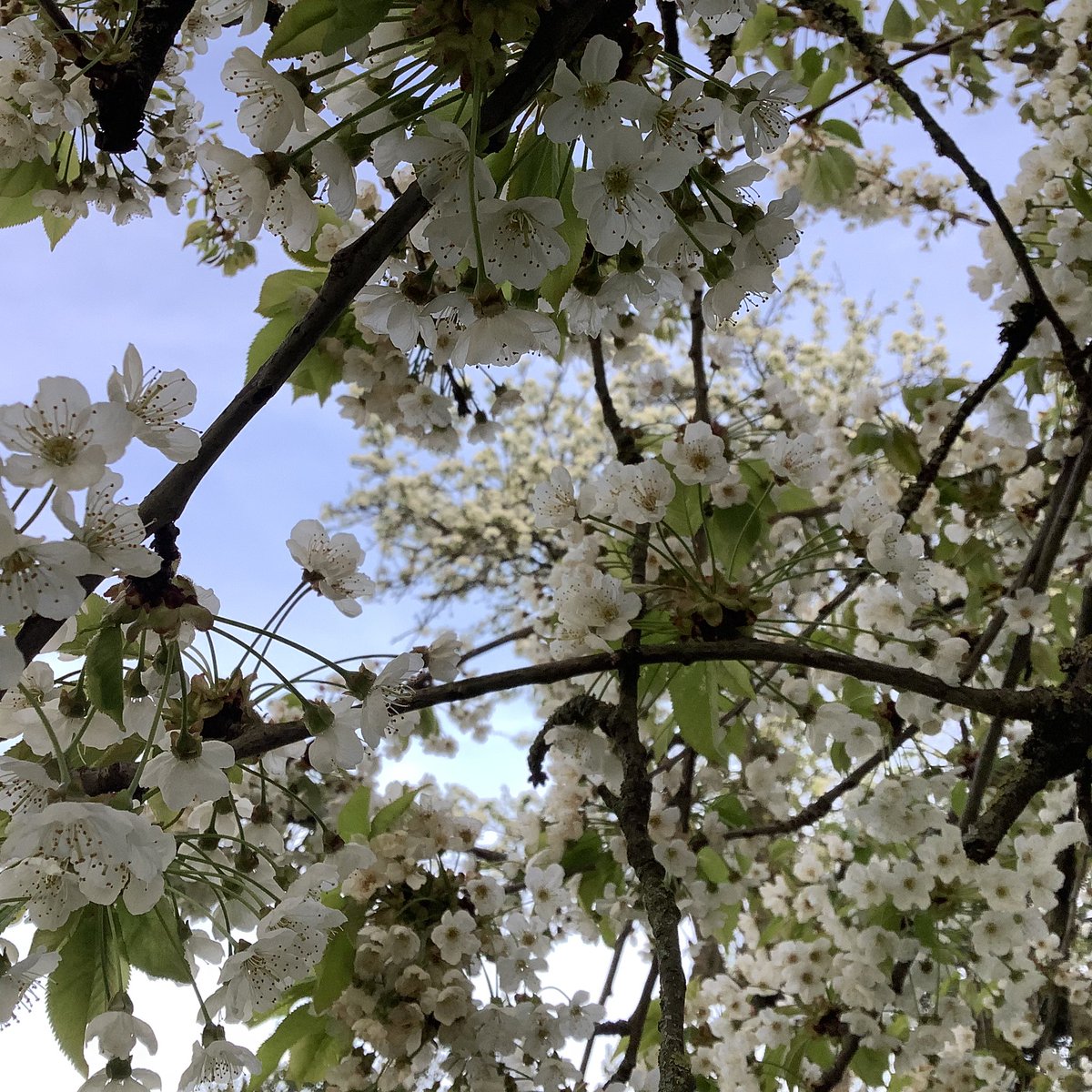 Apres L'hiver Vient Toujours Le Printemps Cécile Duflot 🟢 on Twitter: "Après l’hiver vient toujours le printemps 💕"