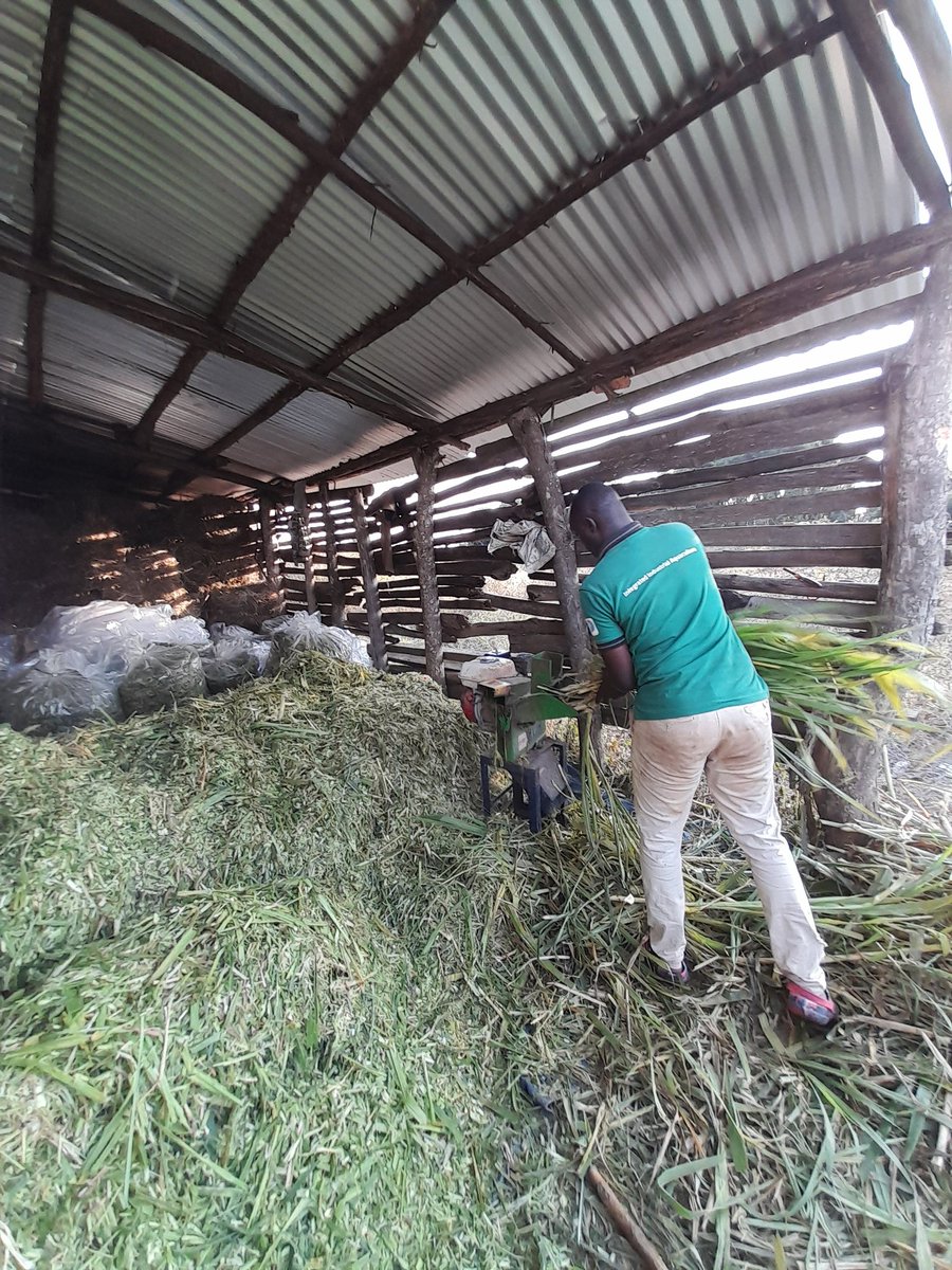 ByarugabaRemi's tweet photo. Action-packed holiday at #BiraraEcoFarm as we prepare our farm for june-july dry season #silageMaking. To all cattle keepers, pasture harvesting is the way to go. @MpororoFarmersN we fishers of men . https://t.co/nfy6DYEOl8