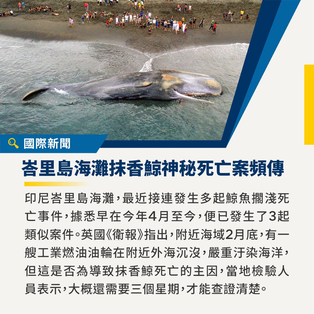 mnews_tw's tweet photo. 印尼峇里島海灘，接連發生多起鯨魚擱淺死亡事件！🐋  

【又一抹香鯨擱淺峇里島海灘　結腸內充滿「不明液體」】
https://t.co/63Hi94DfEO

 #印尼 #峇里島 #抹香鯨 #鯨魚 https://t.co/svBdO8Zcoz