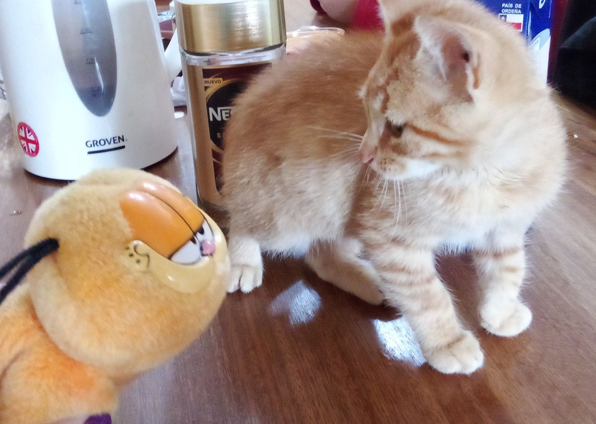 ConFuneral's tweet image. Mi hija conociendo a Garfield