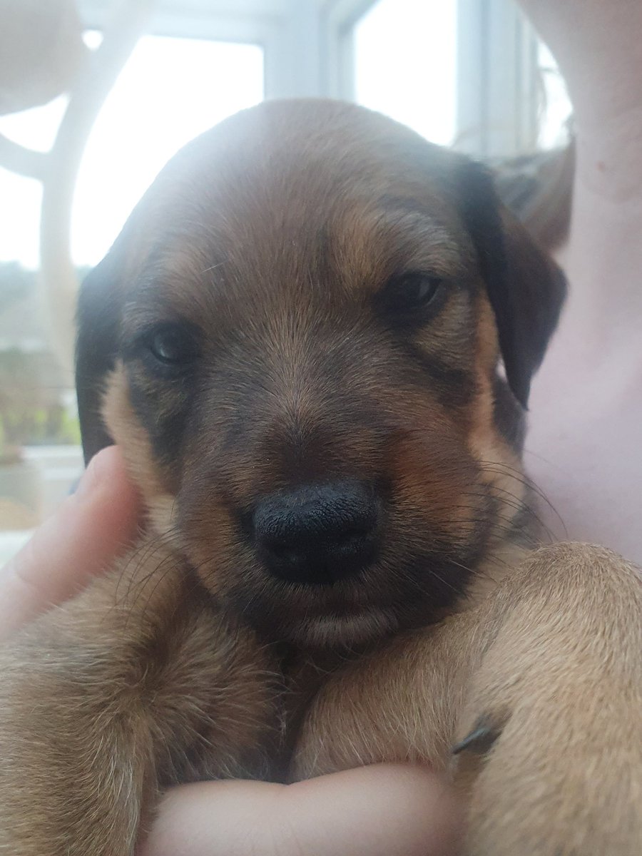 SpringPetsUK's tweet image. Meet Hester 👇

Isn't she cute?! ❤️