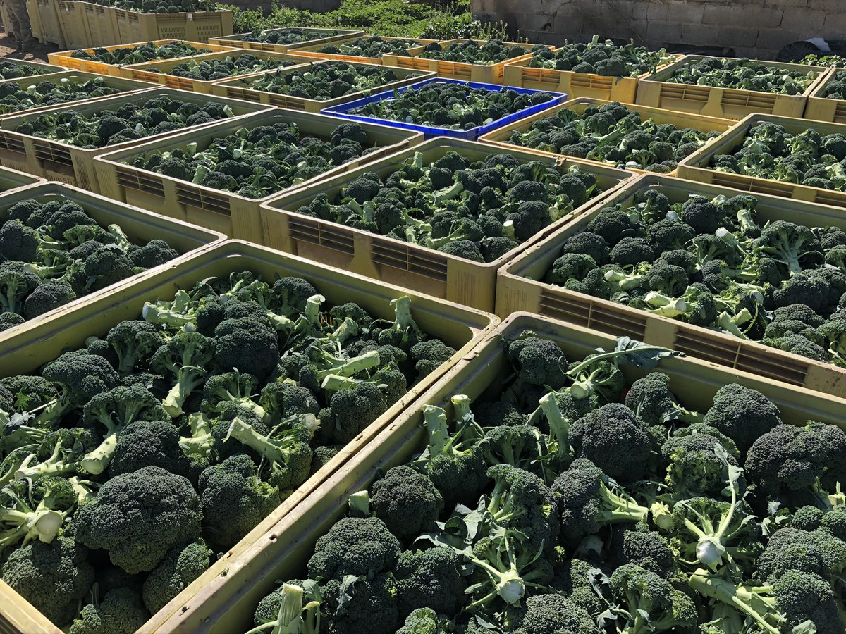 Buenos días desde nuestros campos de brócoli 🥦

Seguimos cosechando la mejor calidad para todos vosotros. Cuidando el más mínimo detalle desde la semilla, hasta su confección.

#brocoli #campo #agricultura #sostenible #calidad #agro #agua