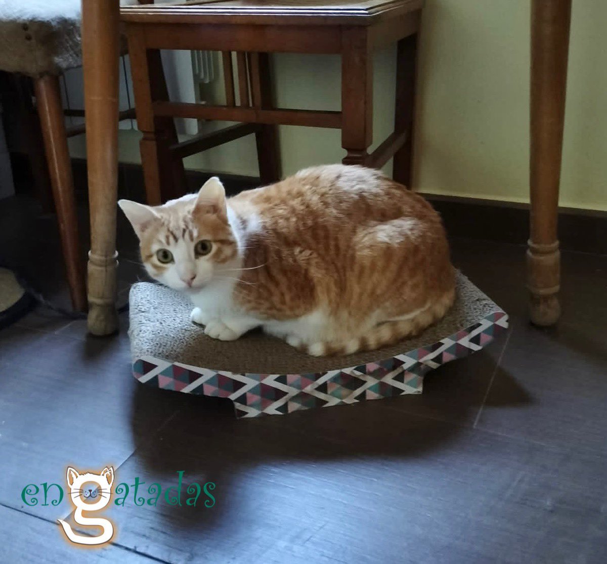 Malcom tiene casi 2añitos. No es que fuera sacado de la calle, es que vio un transportín abierto y se metió. Tenía claro que ansiaba salir de ella. Ahora espera un hogar definitivo, ser miembro de una familia. Está en #Albacete pero viajaría. Para adoptar
engatadas.es/adoptar/