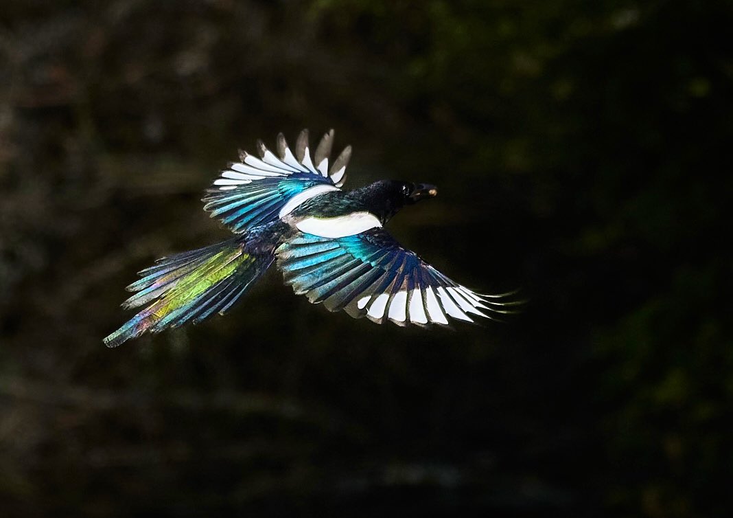 When the sun hits at the right angle, Magpies are anything but boring black and white birds #magpies #britishbirds #wildlifephotography <a href="/BBCSpringwatch/">BBC Springwatch</a> @BBCCountryfile <a href="/bbcwildlifemag/">BBCWildlifeMagazine</a>