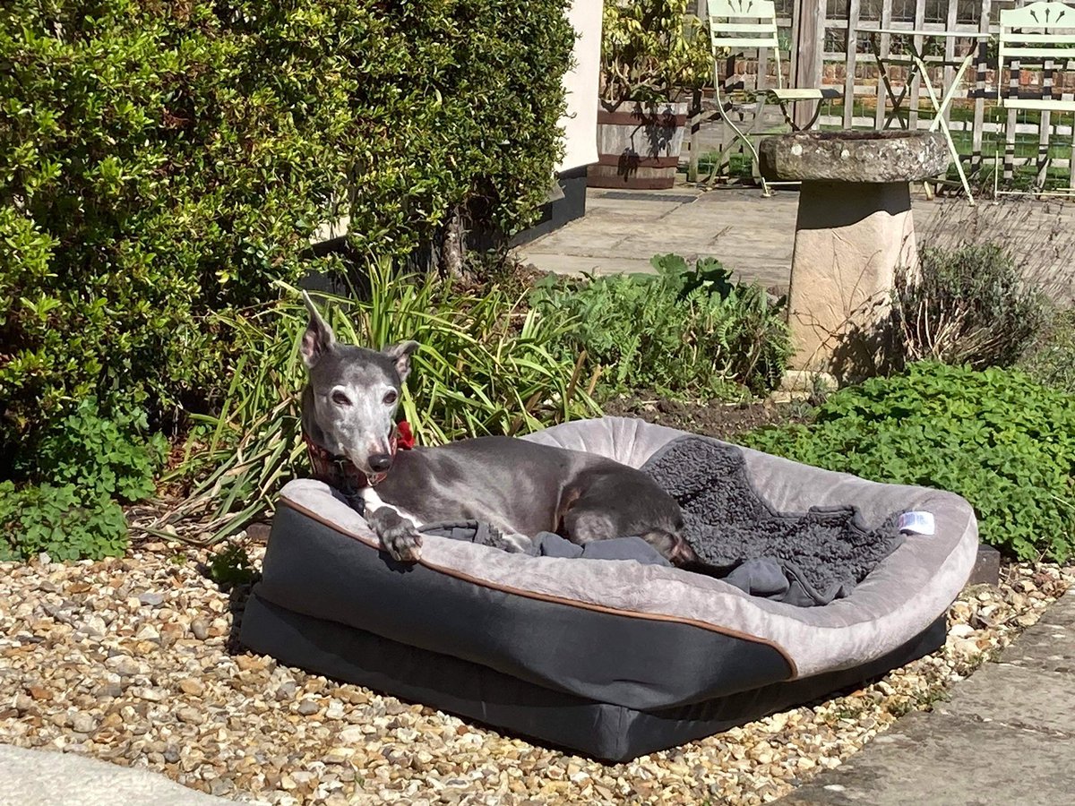 Just For Whippets tweet media