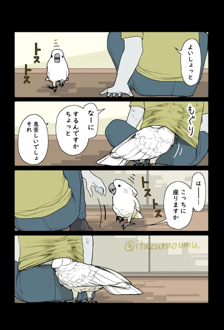 我が家のオウムは密着するのが好き
ですがそれもちょっと困りものです。

酸欠になっても意地で潜り込むので、追い出すか服を伸ばして空気の通り道を作ってます。 
