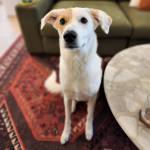 all4dogstx's tweet photo. #BarkBusters Damon is such a wealth of knowledge. He gave us clear, tangible tips on how to correct sibling rivalry in our home with our 2 dogs. Even after 1 day of implementing his instructions, our dogs have not barked or jumped and are listening t... https://t.co/hrPFVZqEPm https://t.co/C6hhiDB5rr
