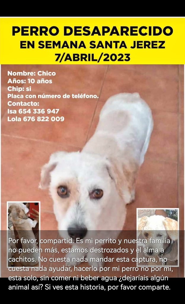 Miriam3T's tweet photo. Por favor, seguid compartiendo y RT.  Continuamos buscándolo. Si lo veis, acercaros y mostrad cariño hacía él, es muy amoroso, así no saldrá corriendo y podrá ser retenido durante el tiempo que @yizayaez tarde en llegar.

Muchas gracias por la difusión anterior, SEGUIMOS 💪🏼🙏🏼 https://t.co/gY5VGcx9x7